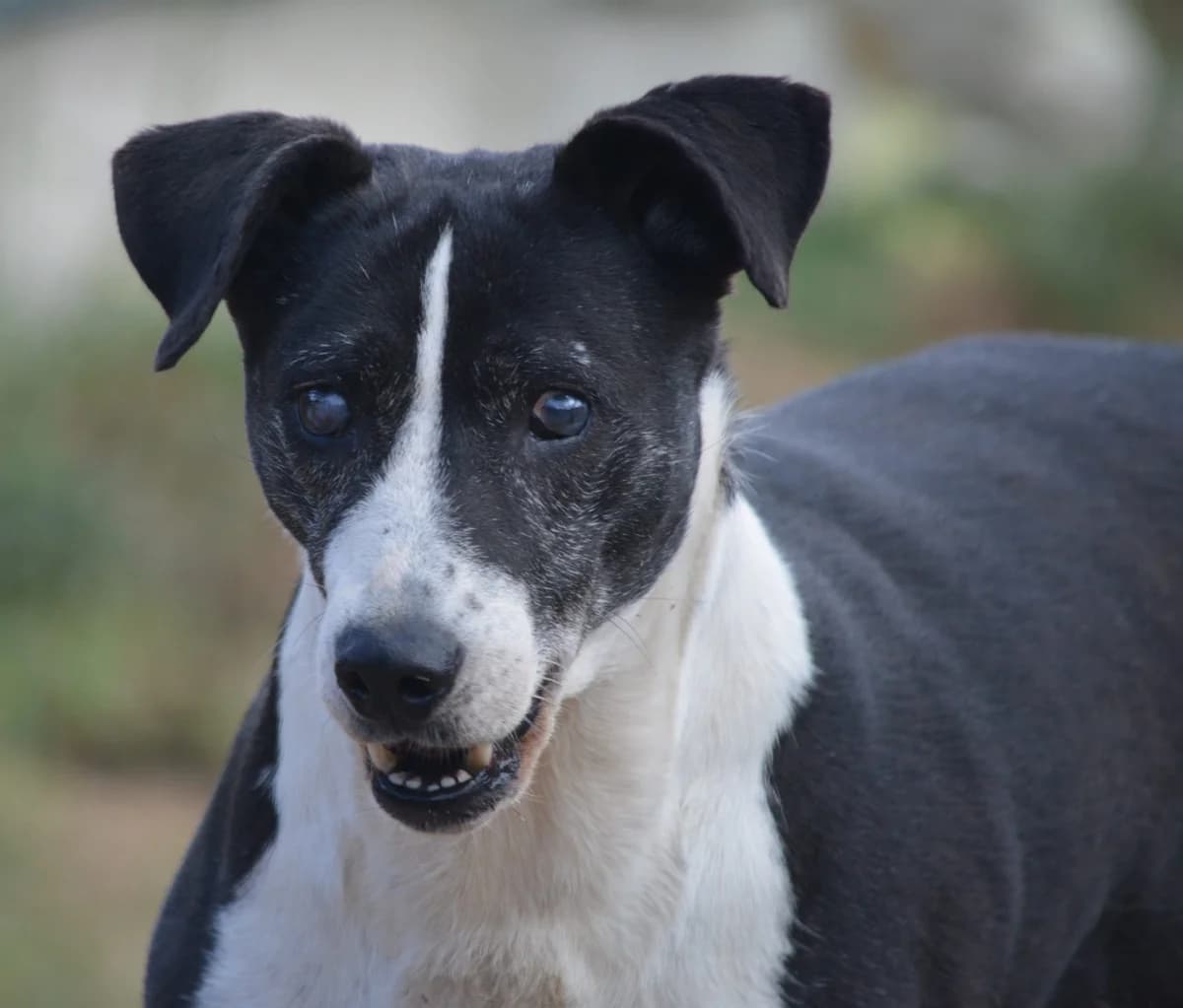 ELENA, female Mixed Breed for adoption at Pföttchenretter mit Herz e.v.