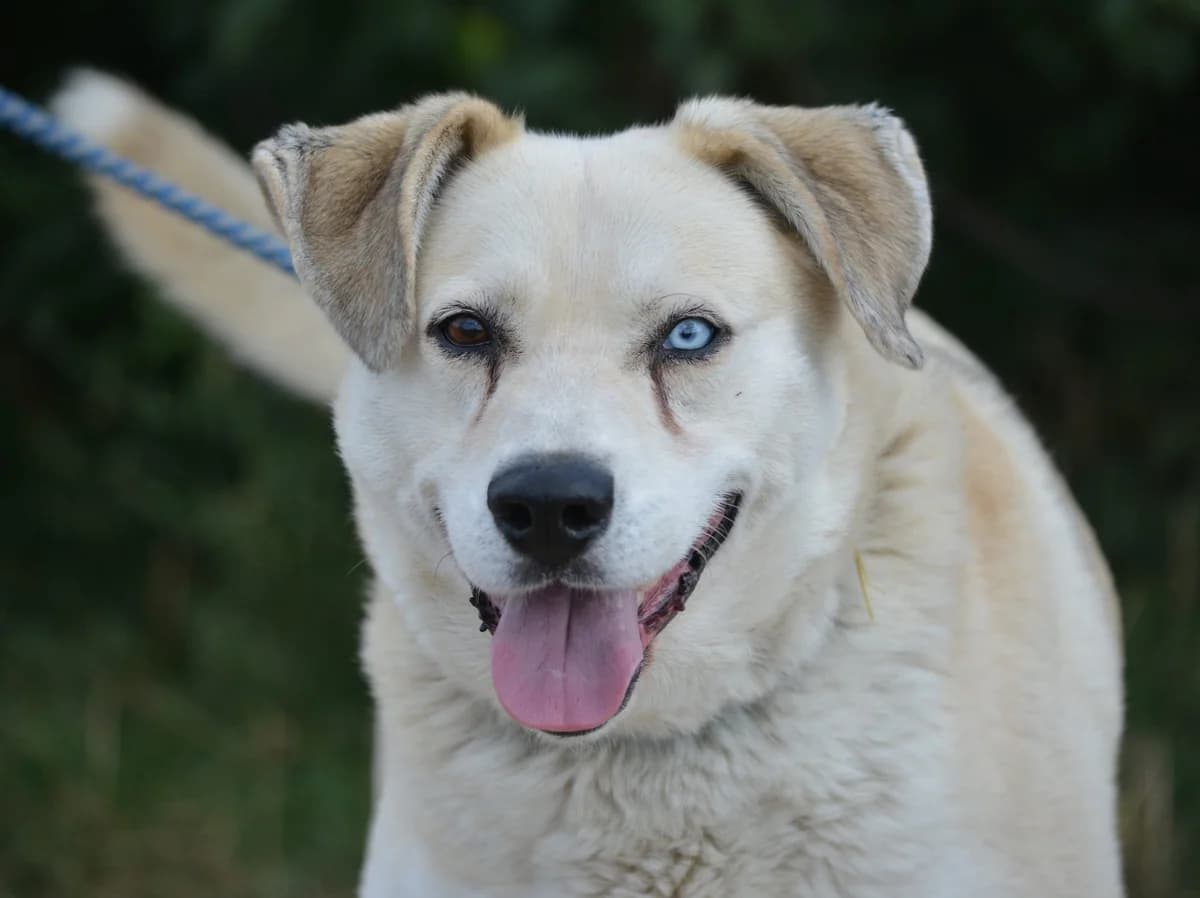 Adi, female Labrador Retriever for adoption at Pföttchenretter mit Herz e.V., Leichlingen