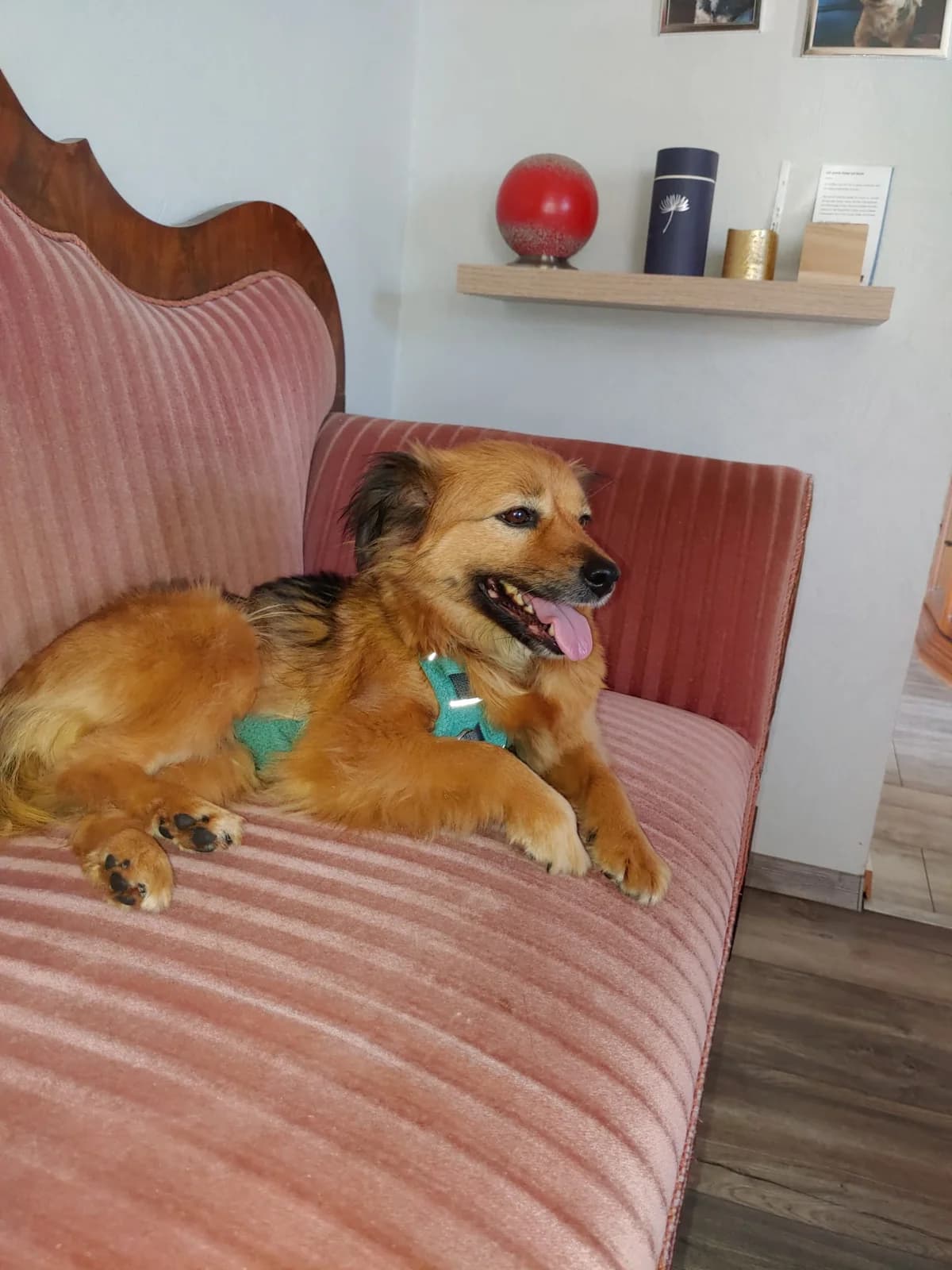 Mandula, female 6yo Mixed Breed for adoption at Pföttchenretter mit Herz e.V., Leichlingen