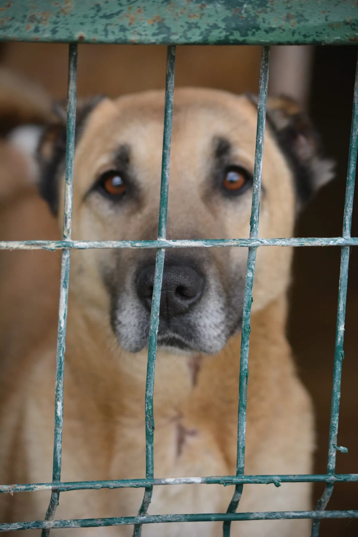 Saru, female Kangal for adoption at Pföttchenretter mit Herz e.V., Leichlingen