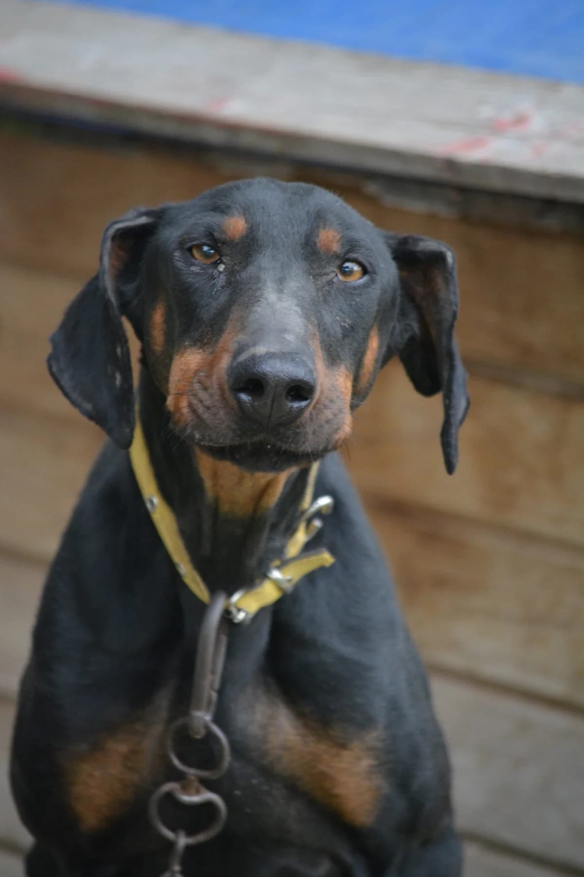 Irina, female 3yo Doberman for adoption at Pföttchenretter mit Herz e.V., Leichlingen