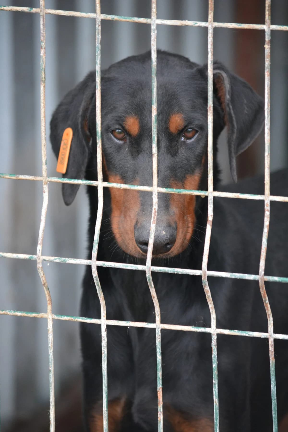 Sariana, female 3yo Doberman for adoption at Pföttchenretter mit Herz e.V., Leichlingen
