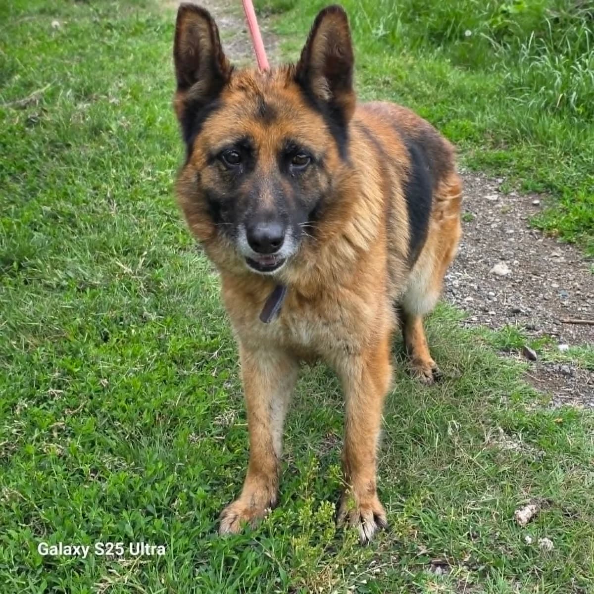 Emma, female German Shepherd for adoption at Pföttchenretter mit Herz e.V., Leichlingen