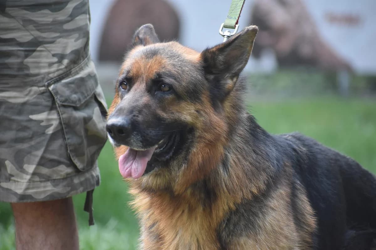 Winston, male 4yo German Shepherd for adoption at Pföttchenretter mit Herz e.V., Leichlingen