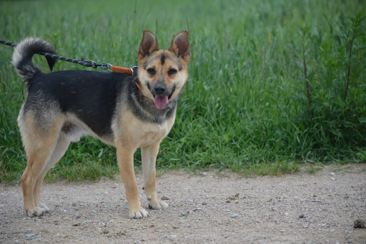 Kajko, male Mixed Breed for adoption at Pföttchenretter mit Herz e.V., Leichlingen