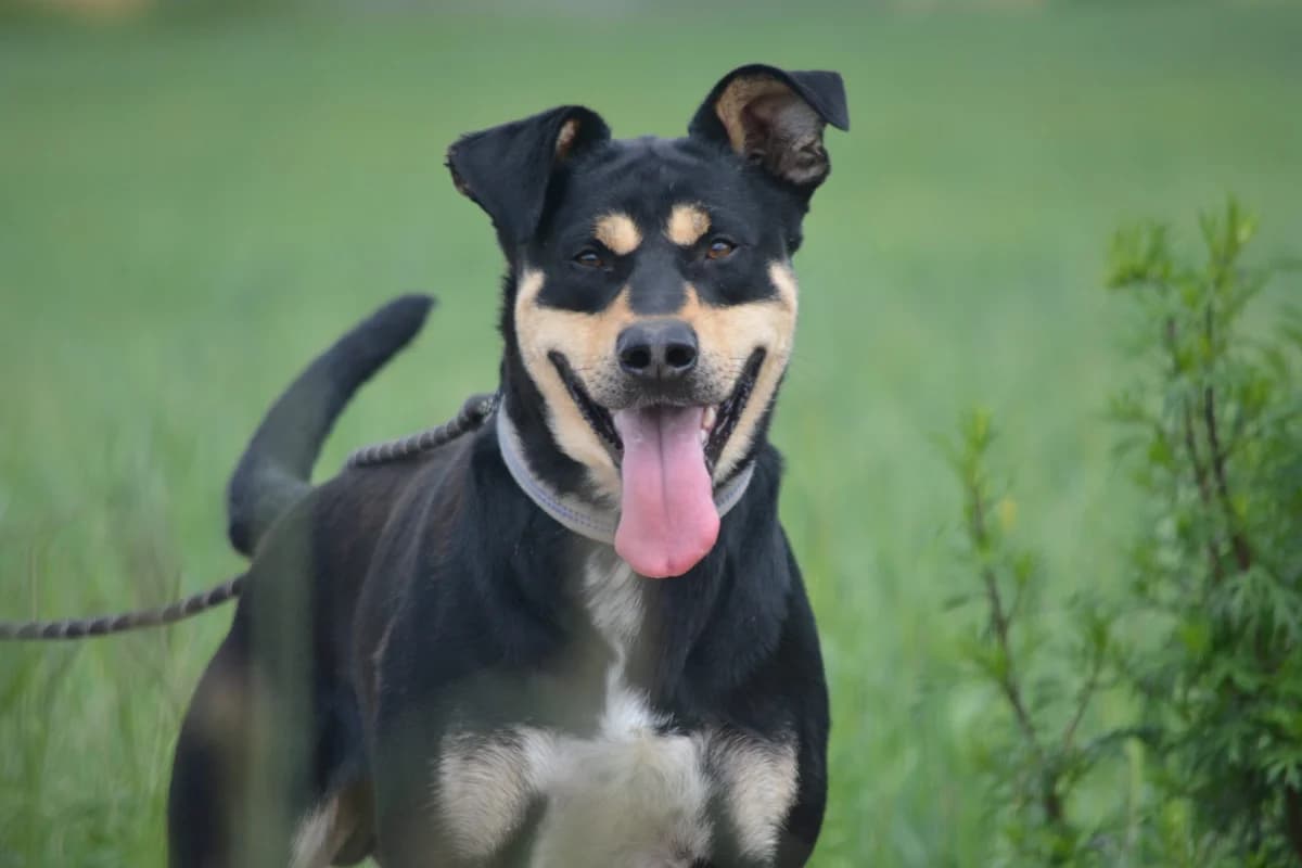 Fynn (Fafik), male 3yo Mixed Breed for adoption at Pföttchenretter mit Herz e.V., Leichlingen