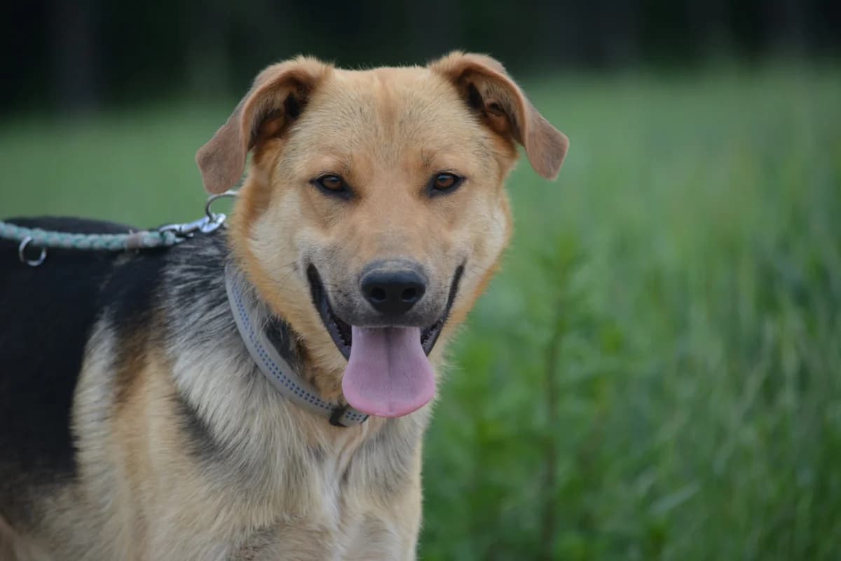 „Elliot (Gracjan)“, ca, 2023 geboren, sucht ein stabiles Zuhause, male 3yo Labrador Retriever for adoption at Pföttchenretter mit Herz e.v.