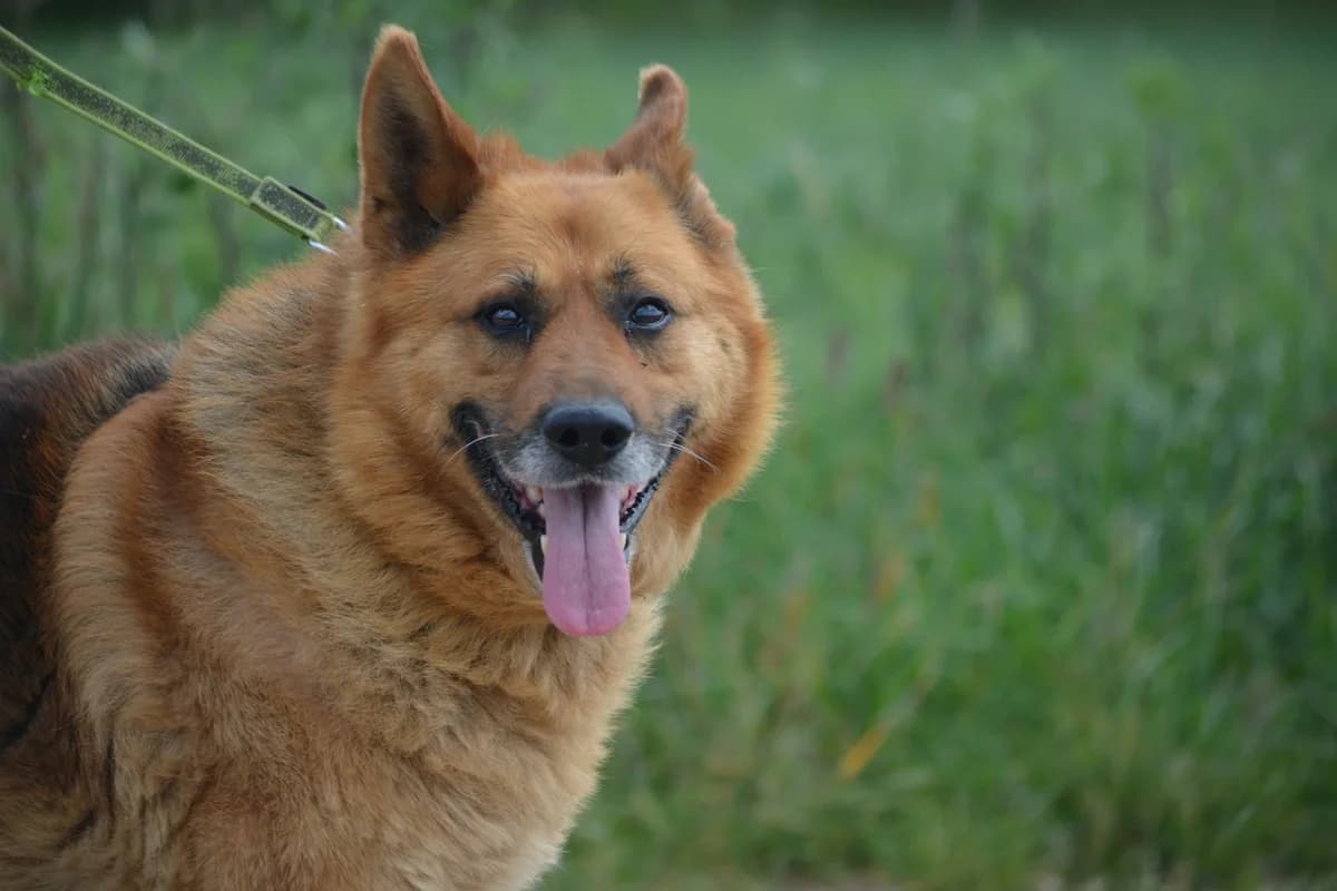 Karli (Kazan), male German Shepherd for adoption at Pföttchenretter mit Herz e.V., Leichlingen