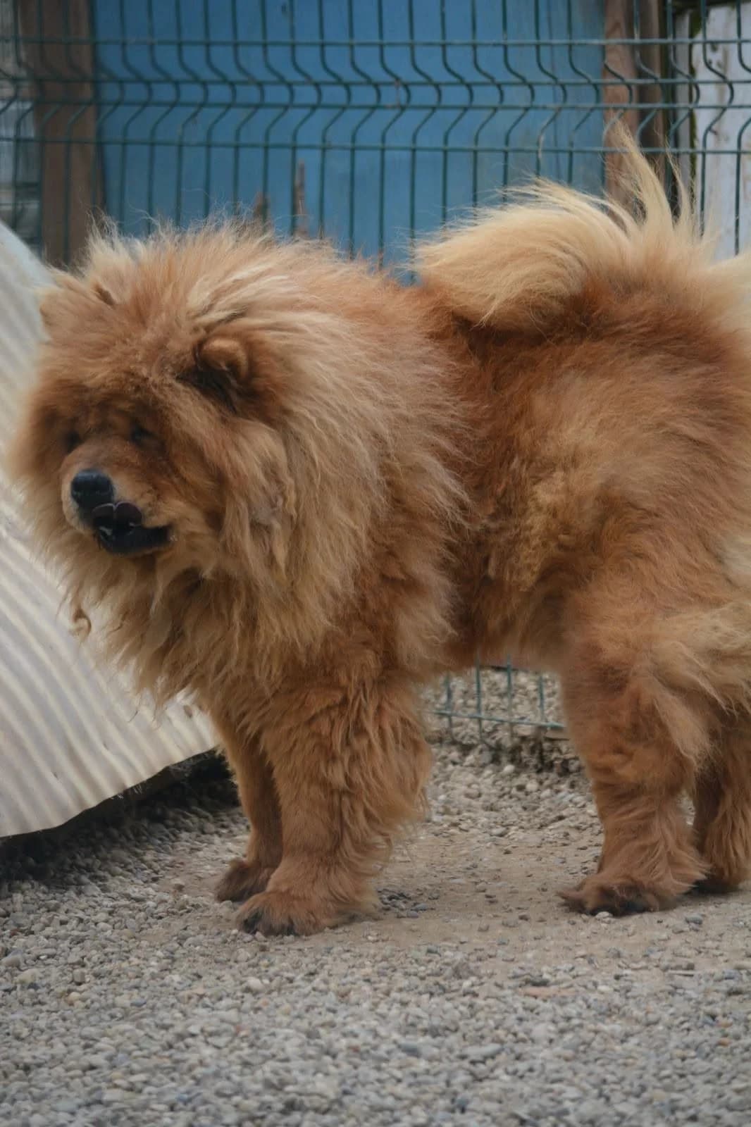 Kenzo, male Chow Chow for adoption at Pföttchenretter mit Herz e.V., Leichlingen