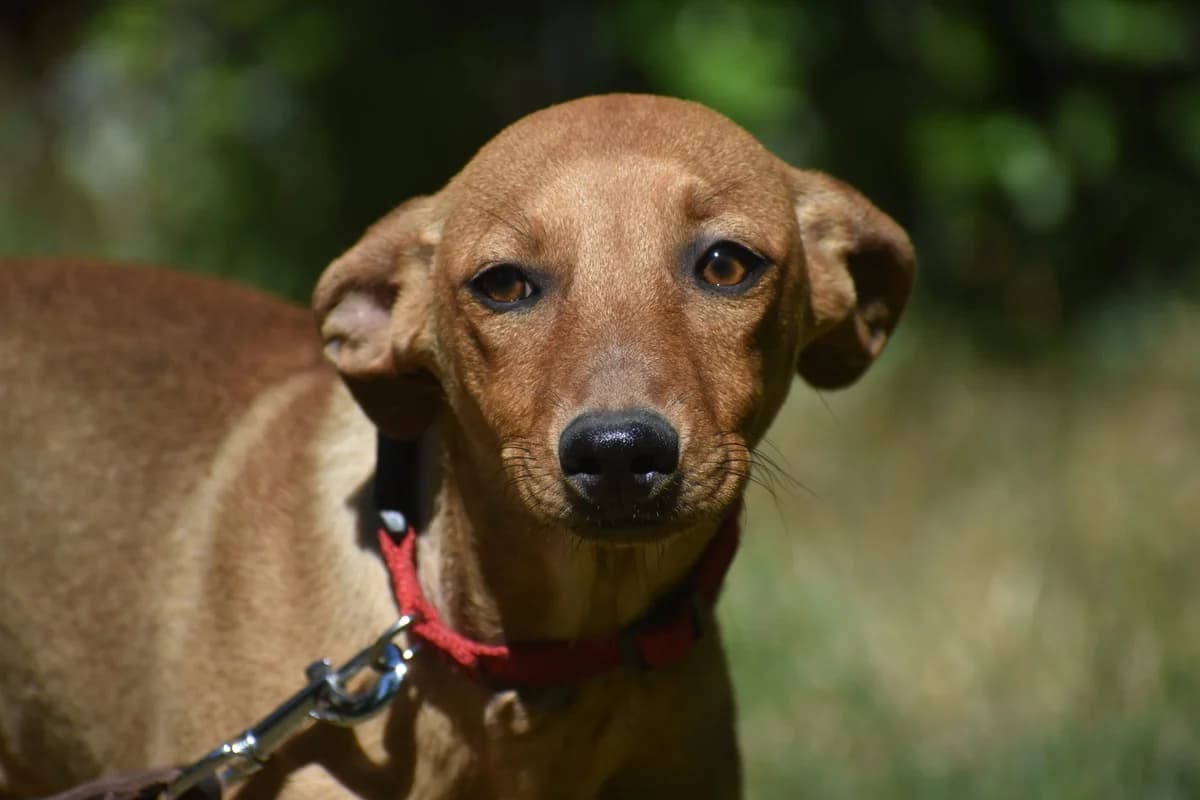 Alice, female Mixed Breed for adoption at Pföttchenretter mit Herz e.V., Leichlingen