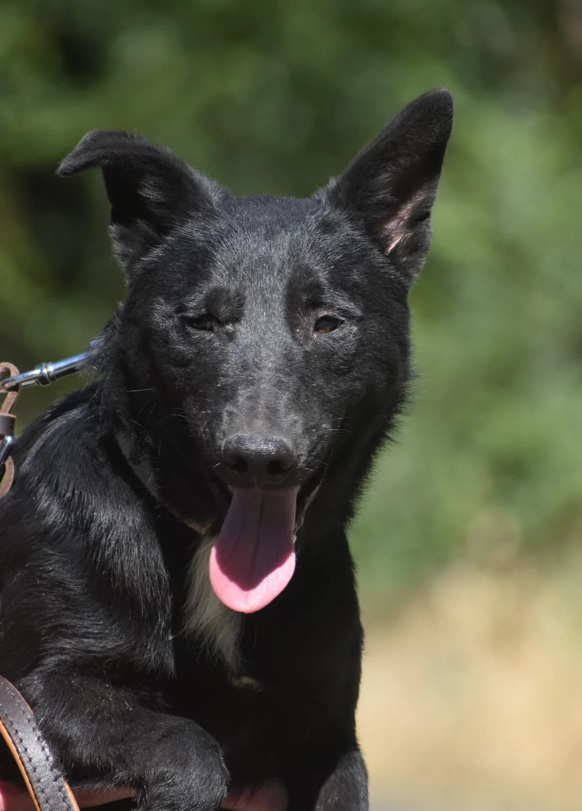 Bagarol, male Mixed Breed for adoption at Pföttchenretter mit Herz e.V., Leichlingen