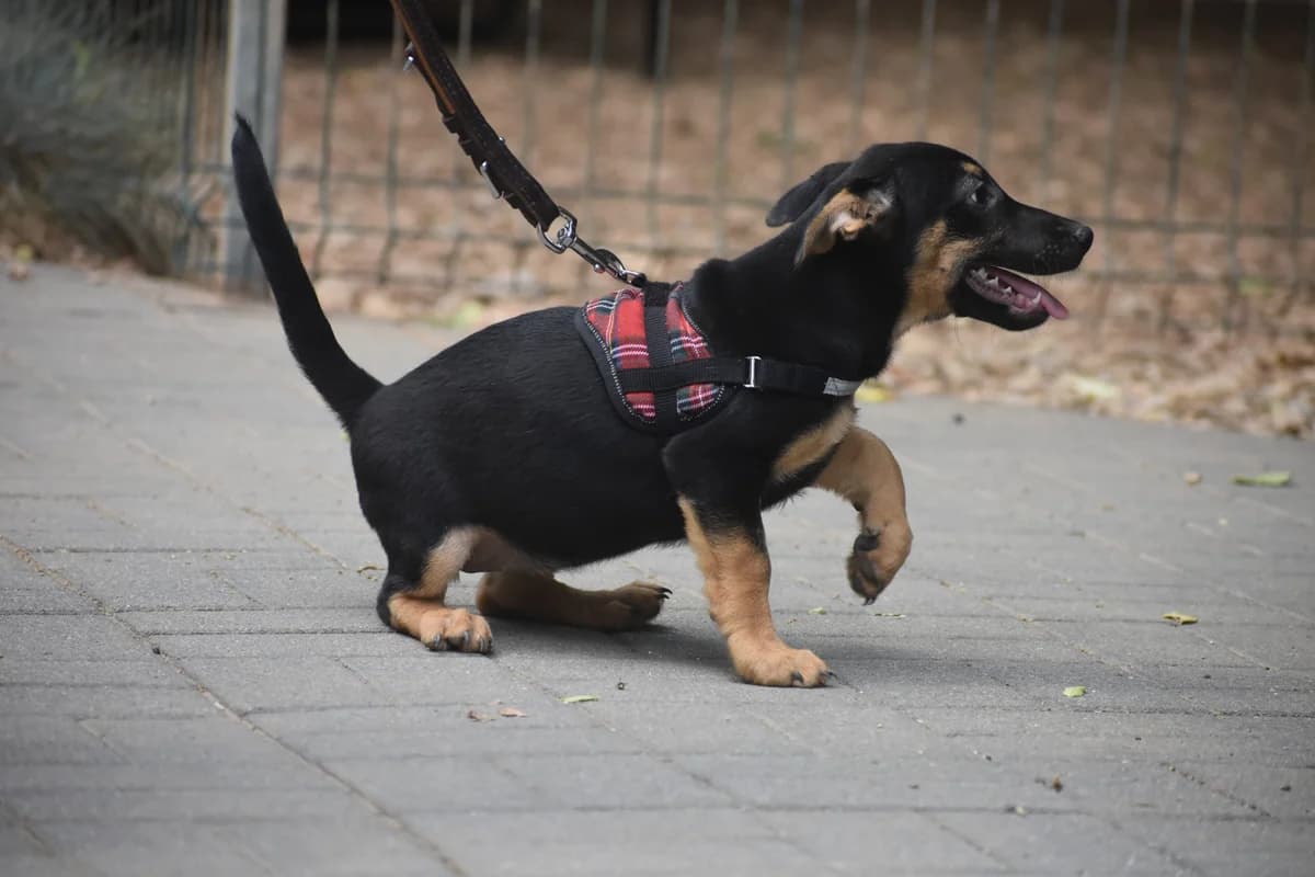 Ilona, female Mixed Breed for adoption at Pföttchenretter mit Herz e.V., Leichlingen