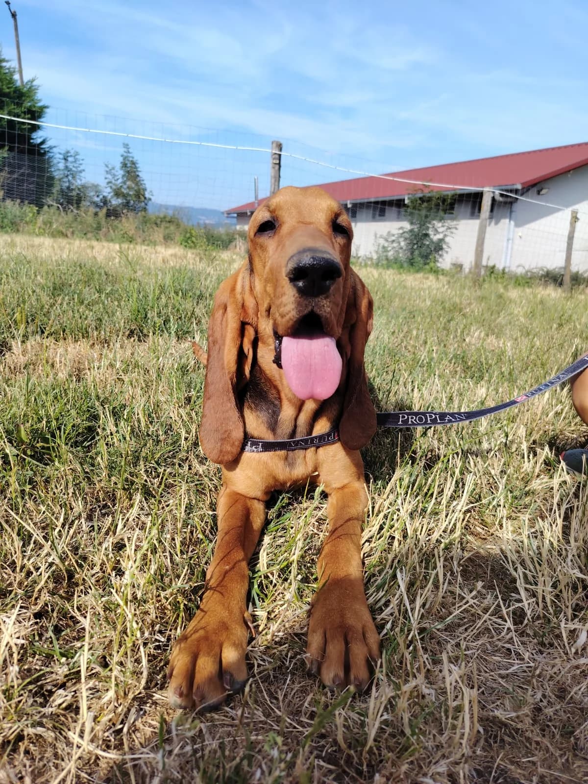 Azelie, female mixed breed for adoption at Pföttchenretter mit Herz e.V., Leichlingen