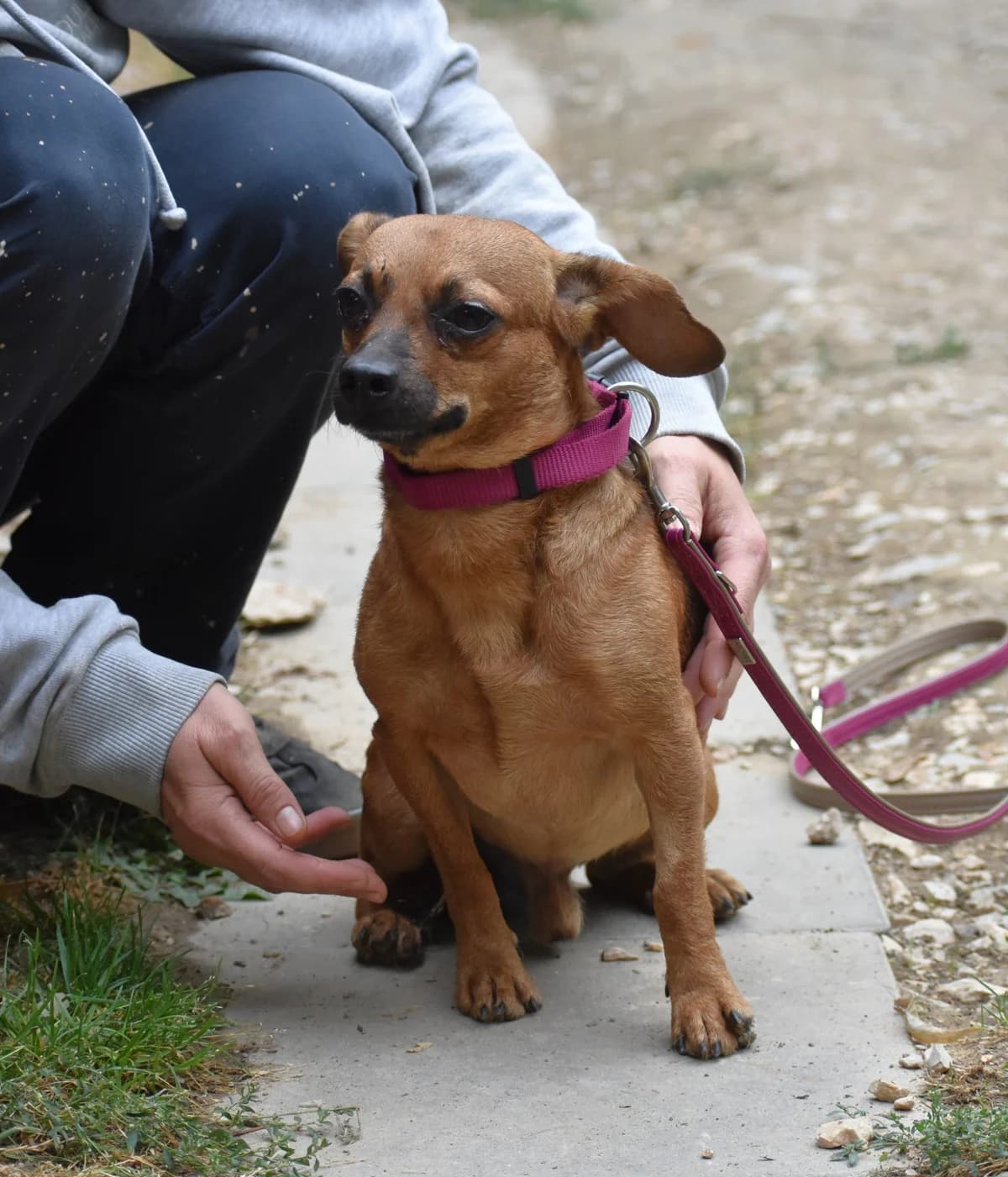 Kleiner Hund sucht großes Herz. „, male Chihuahua for adoption at Pföttchenretter mit Herz e.v.