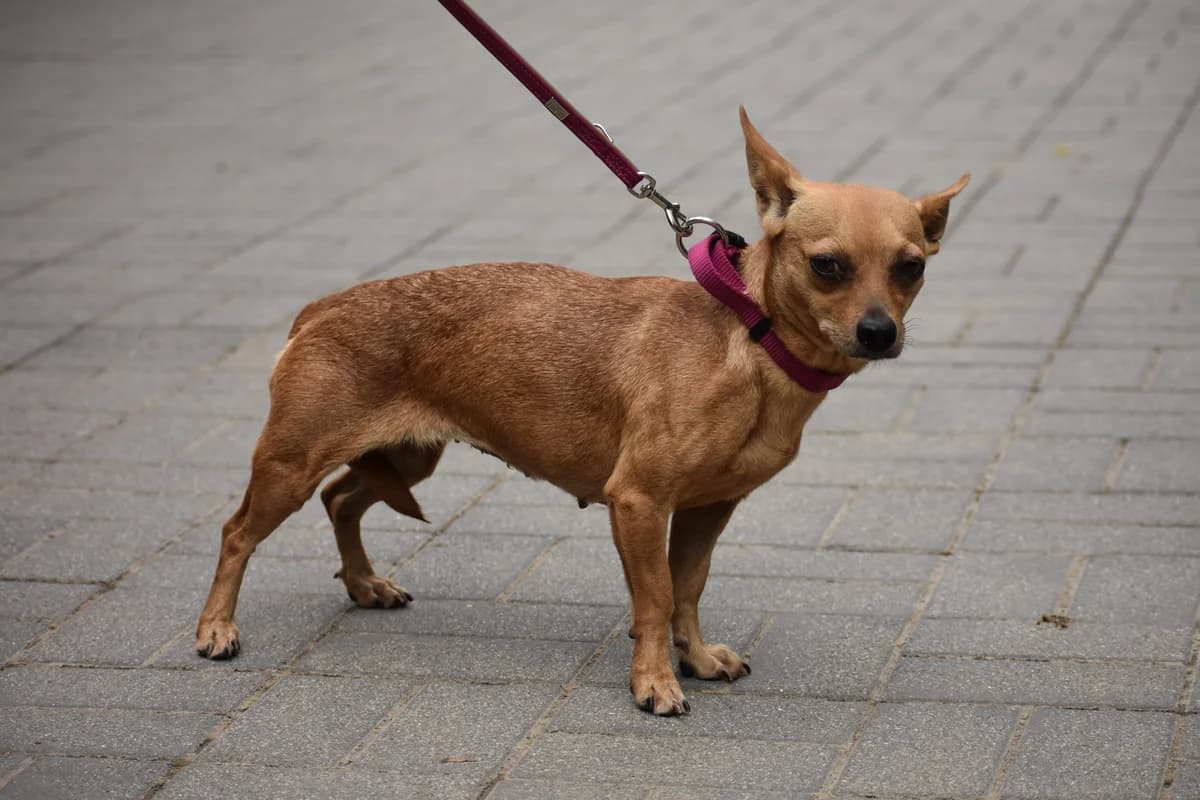 Kleine Hündin sucht großes Herz. „, male Chihuahua for adoption at Pföttchenretter mit Herz e.v.