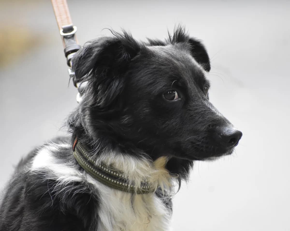 Pascal, male 3yo Border Collie for adoption at Pföttchenretter mit Herz e.V., Leichlingen