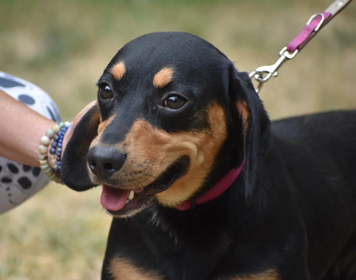 Napoleon, male 3yo Dachshund for adoption at Pföttchenretter mit Herz e.V., Leichlingen