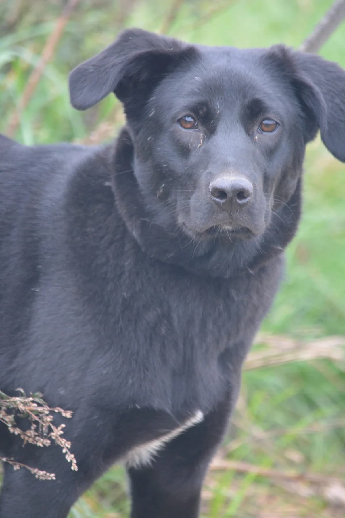 Raja, female 3yo Mixed Breed for adoption at Pföttchenretter mit Herz e.V., Leichlingen