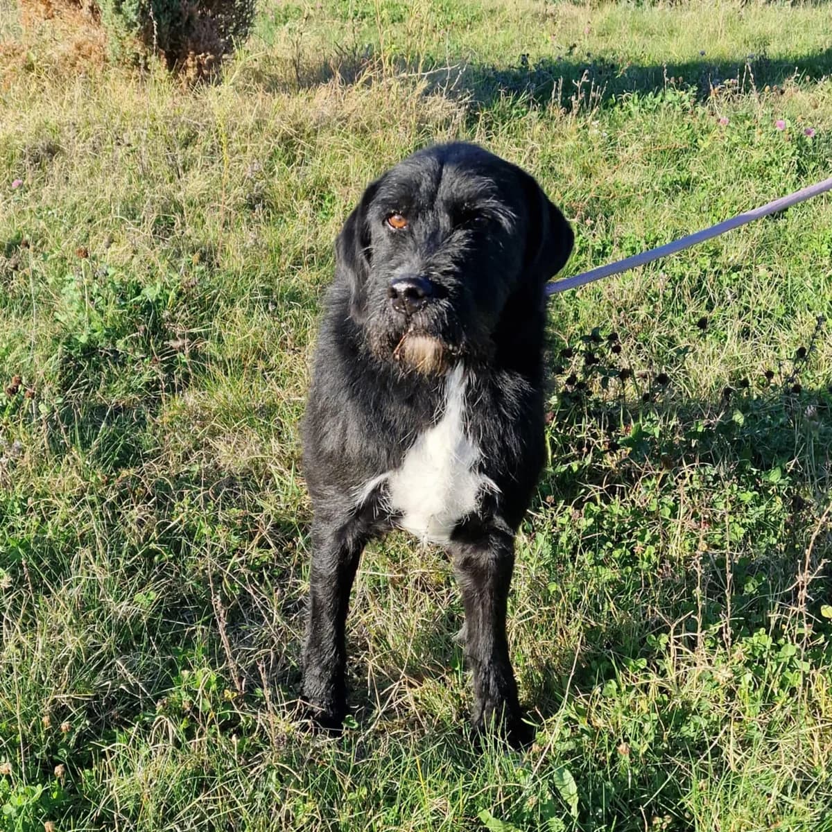Kinderlieber, verträglicher Schnauzer-Mischling „, male Mixed Breed for adoption at Pföttchenretter mit Herz e.v.