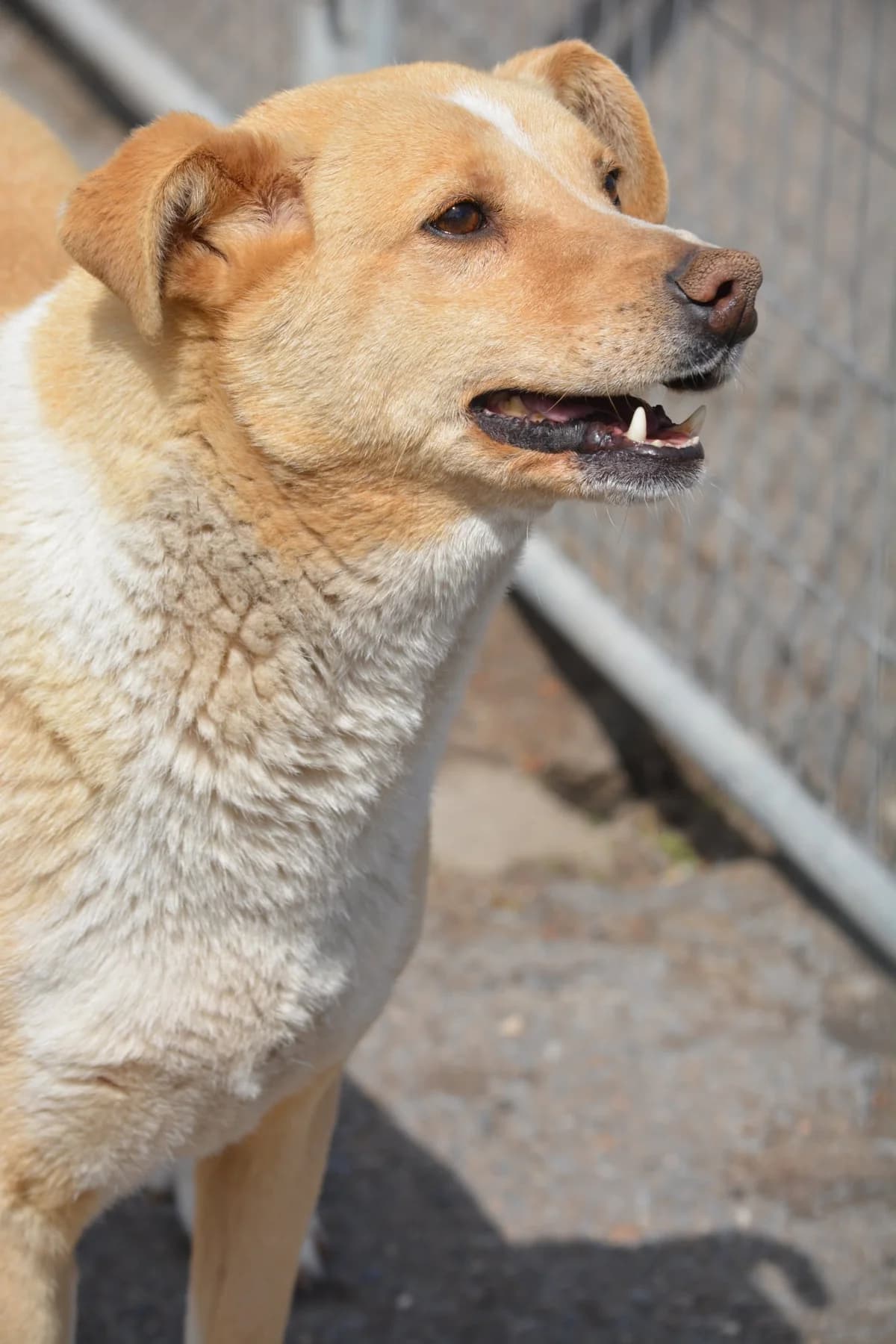 Lieber, zurückhaltender, gut verträglicher Rüde „, male Mixed Breed for adoption at Pföttchenretter mit Herz e.v.