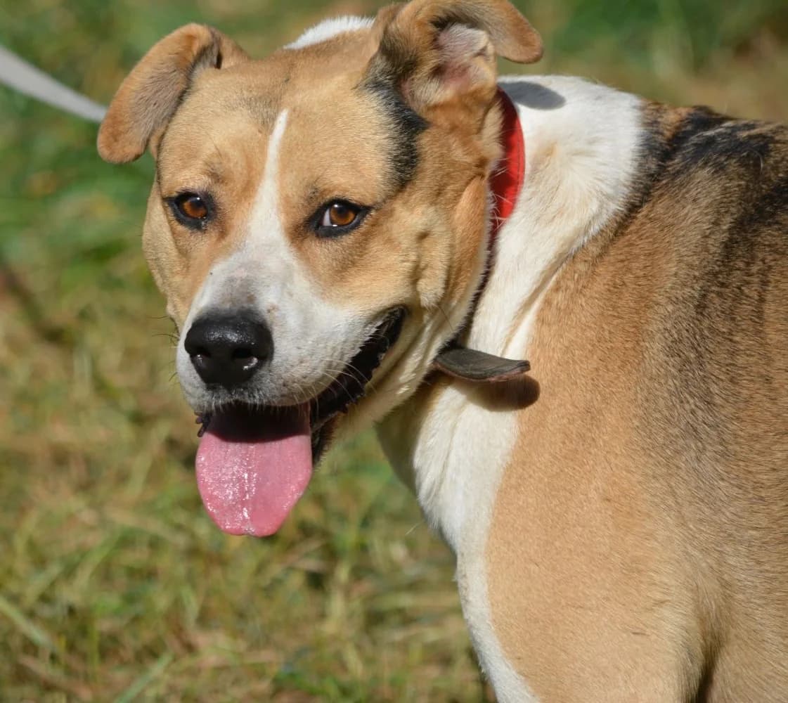 Aktiver und menschenbezogener Rüde „Finley“, ca. 2017 geboren, male Mixed Breed for adoption at Pföttchenretter mit Herz e.v.