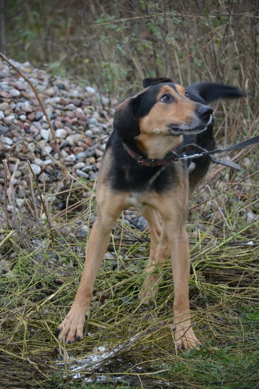 Lebensfroher Rüde „Tobi (II) (Tubis)“, 2018 geboren, male Mixed Breed for adoption at Pföttchenretter mit Herz e.v.