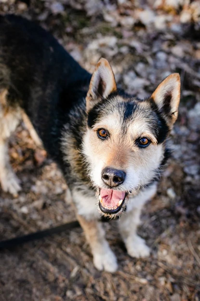 Leo, aktiver Rüde, ca. 2014 geb., sehr anhänglich und verspielt!, male German Shepherd for adoption at Pföttchenretter mit Herz e.v.
