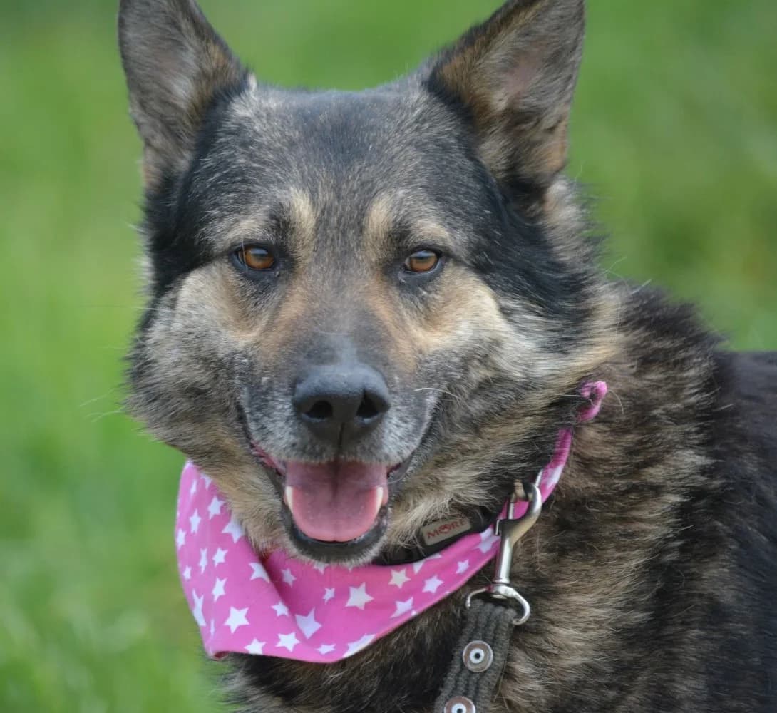 Bally, male German Shepherd for adoption at Pföttchenretter mit Herz e.v.