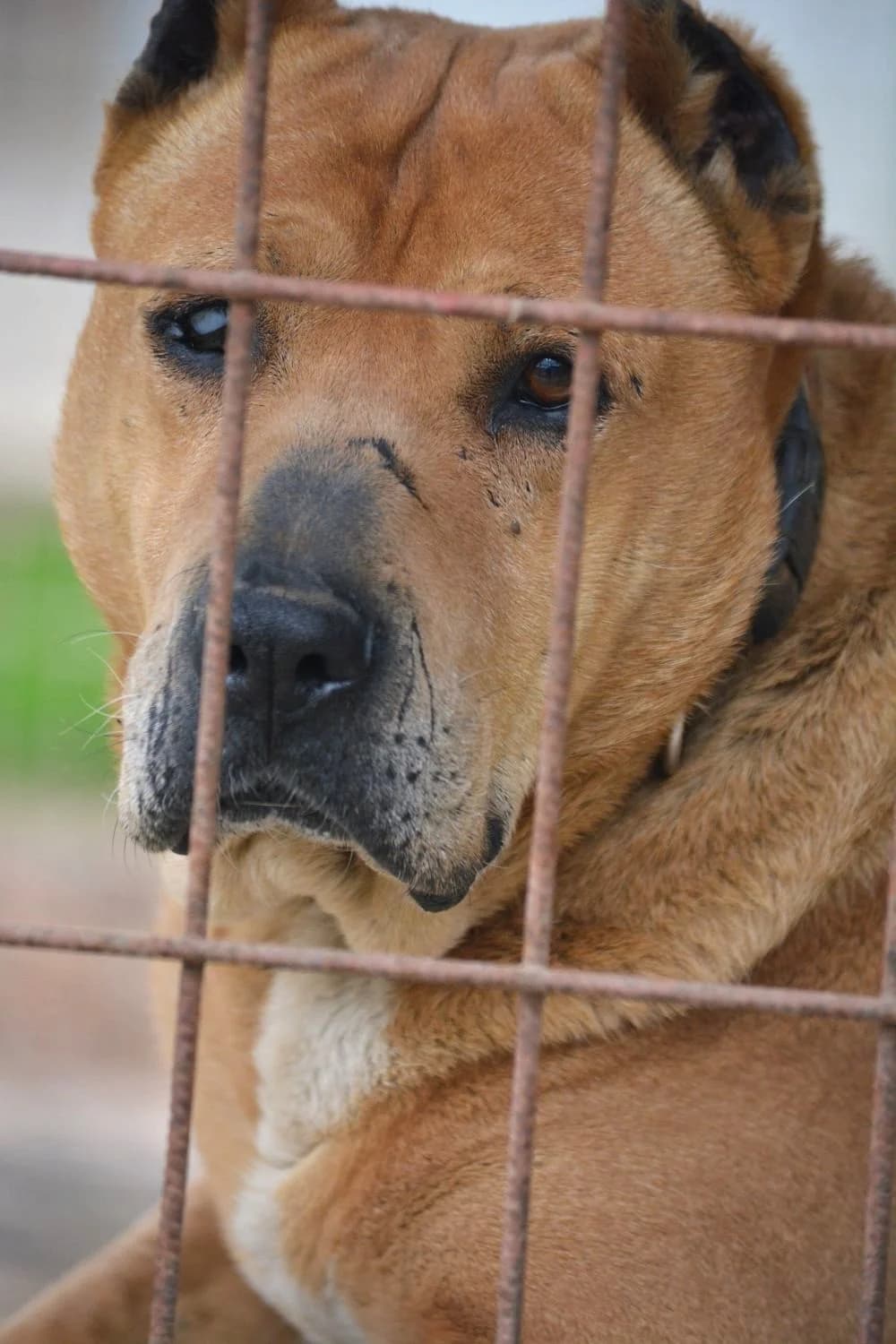 Notfall „Orion“, sucht Gnadenplatz, rechtes Auge blind, male Shar Pei for adoption at Pföttchenretter mit Herz e.v.