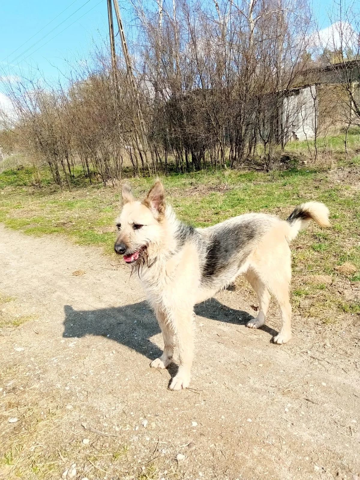 Riva, male senior Mixed Breed for adoption at Pföttchenretter mit Herz e.v.