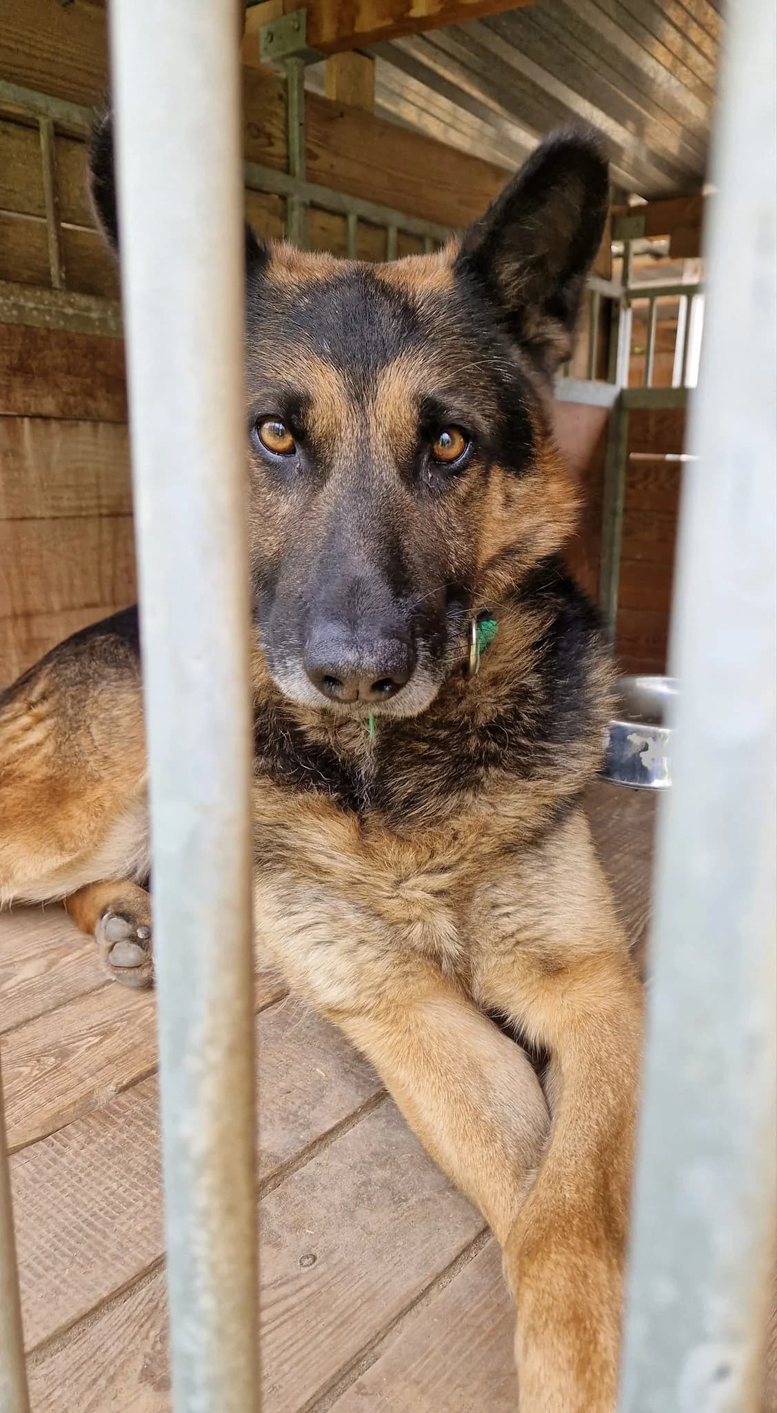 Traumhafter Schäferhund „Mustang“, ca, 2015/2016 geb., male senior German Shepherd for adoption at Pföttchenretter mit Herz e.v.