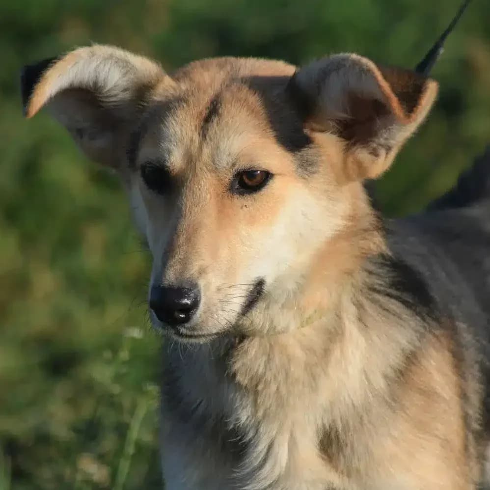 Aktiver Rüde „Elias“, ca. 2021 geboren, gut verträglich, male German Shepherd for adoption at Pföttchenretter mit Herz e.v.