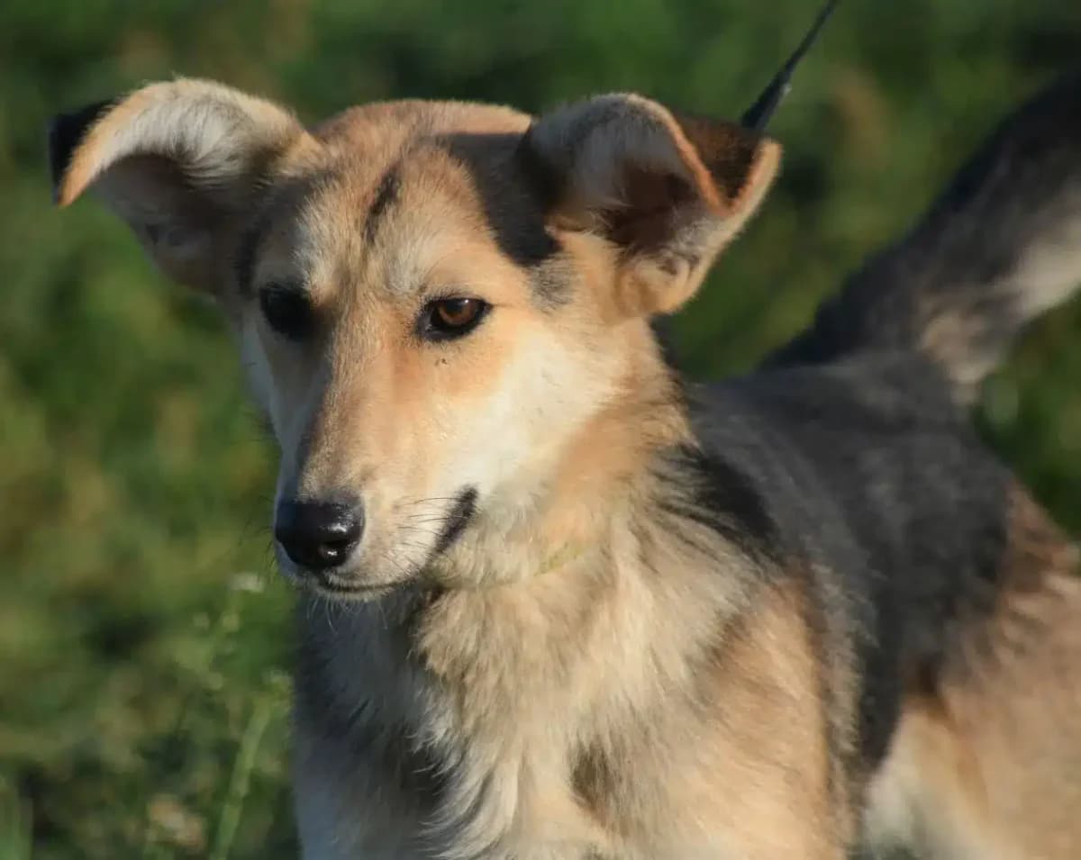 Aktiver Rüde „Elias“, ca. 2021 geboren, gut verträglich, male German Shepherd for adoption at Pföttchenretter mit Herz e.v.
