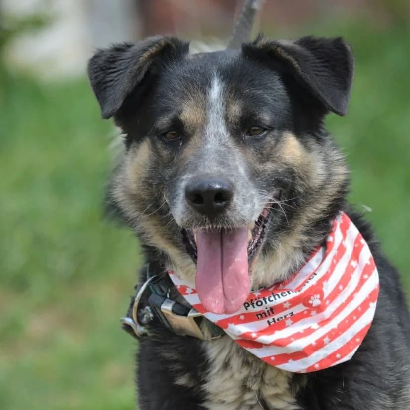 Lieber Rüde „, male Mixed Breed for adoption at Pföttchenretter mit Herz e.v.