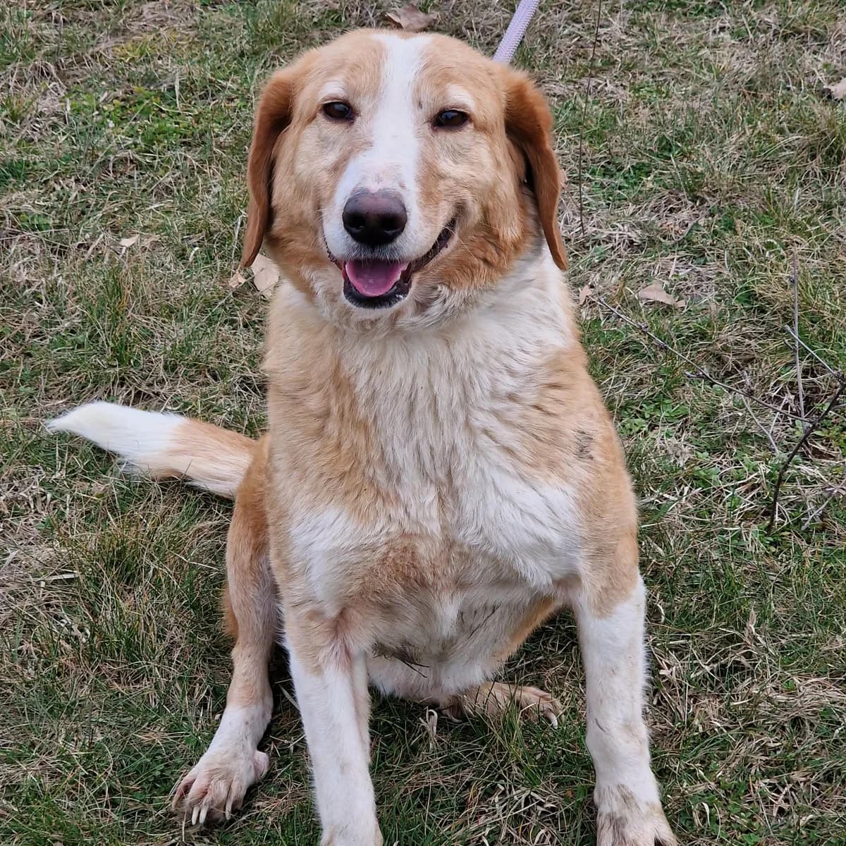 Percy, male Mixed Breed for adoption at Pföttchenretter mit Herz e.v.