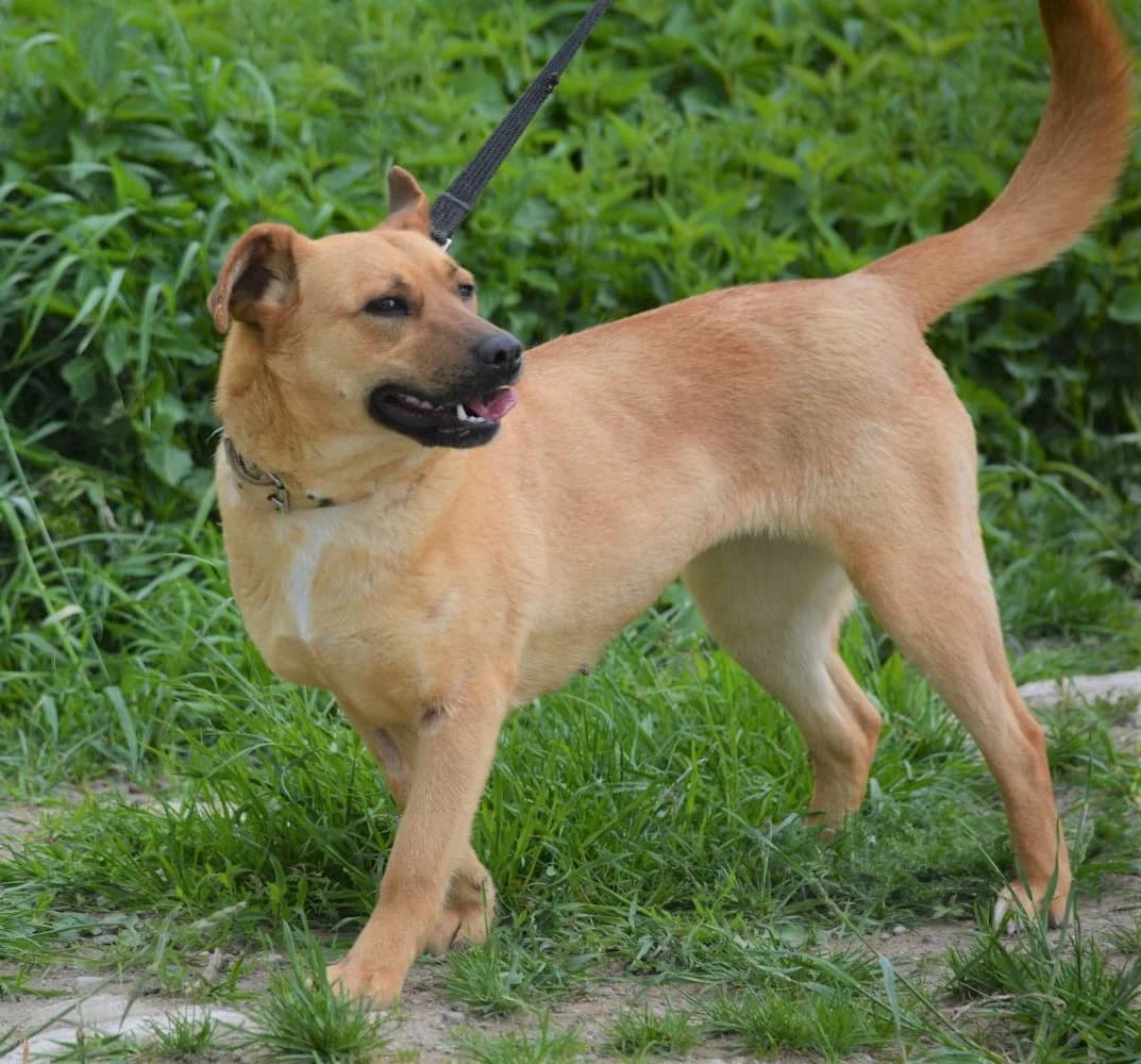 Liebe Hündin „Coco“, ca. 2018 geb., sucht Zuhause, gut verträglich., female Mixed Breed for adoption at Pföttchenretter mit Herz e.v.