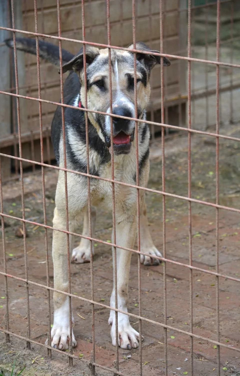Kolja, male 7yo Shar Pei for adoption at Pföttchenretter mit Herz e.v.