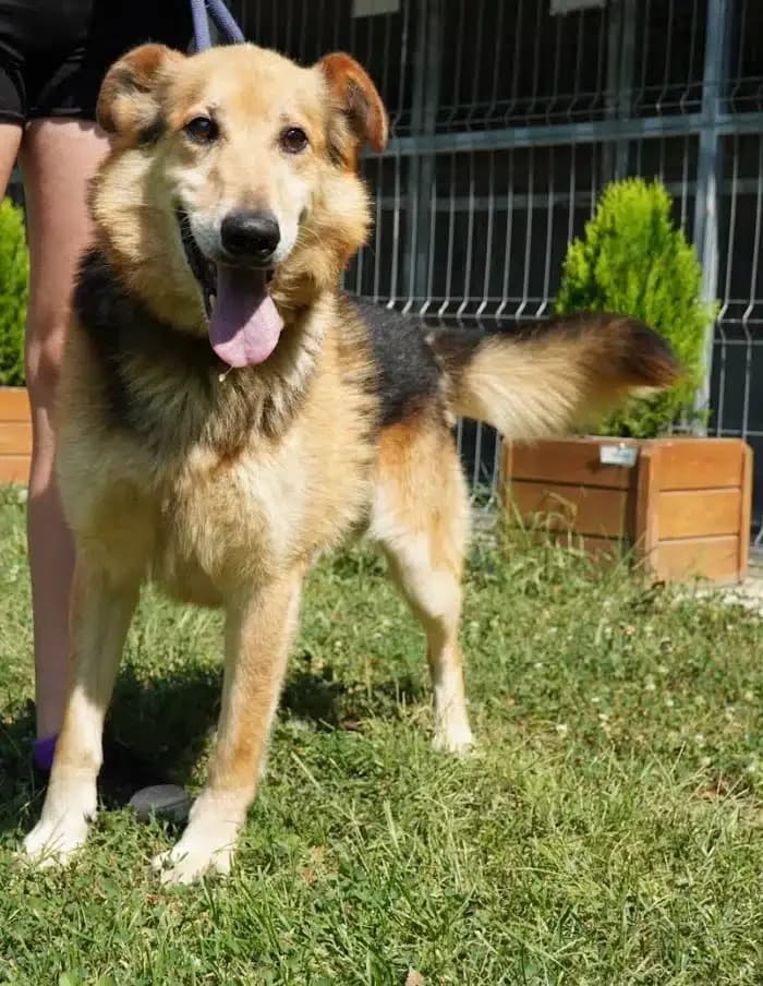 „Bela“, geb. ca. 2018, sucht ein neues Zuhause. Sein Herrchen ist verstorben, male German Shepherd for adoption at Pföttchenretter mit Herz e.v.