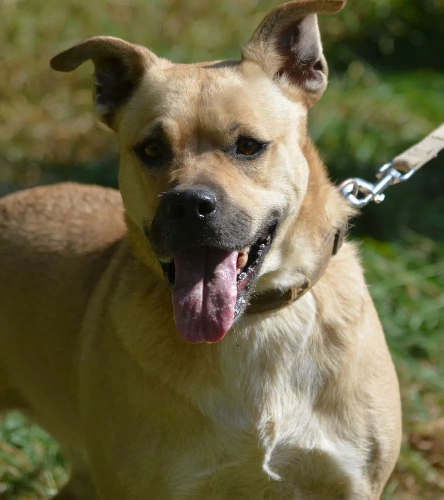 Temperamentvolle Hündin „Krystal“, ca. 01.2018 geboren, female Labrador Retriever for adoption at Pföttchenretter mit Herz e.v.