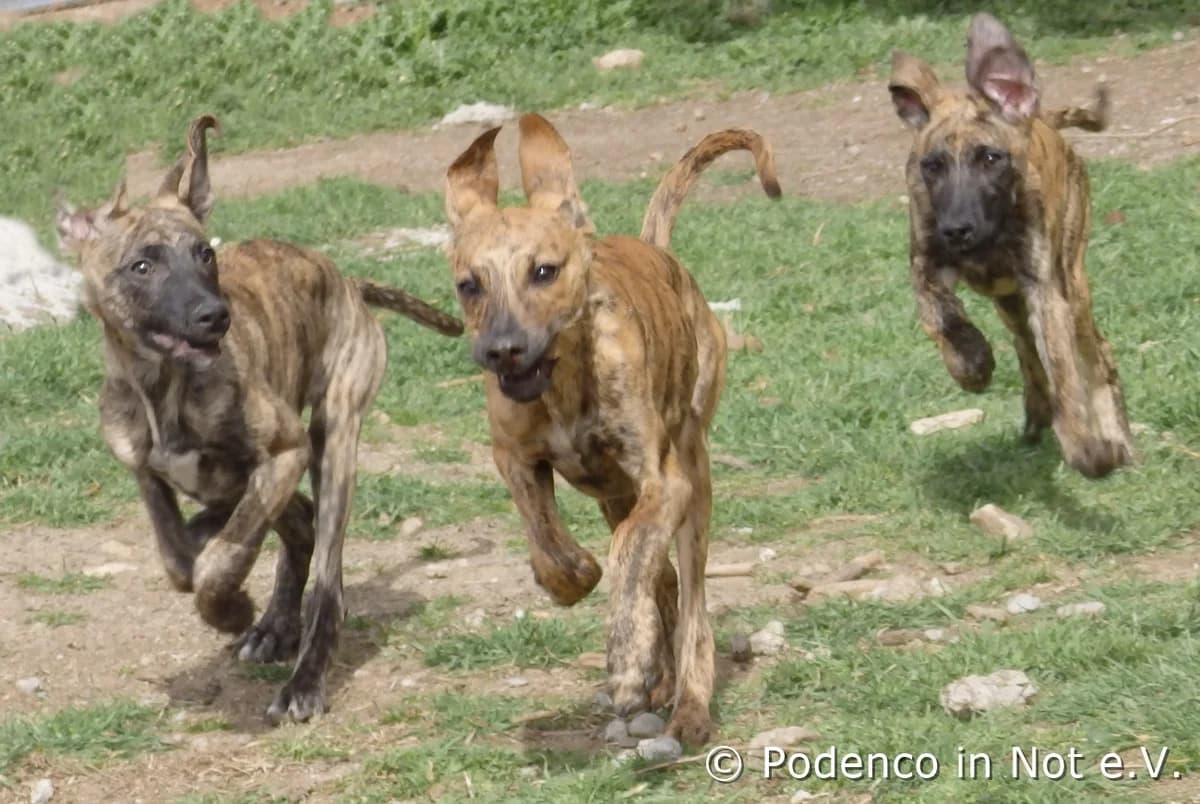 Elara und Geschwister, puppy Podenco for adoption at Podenco in Not, Rieden am Forggensee