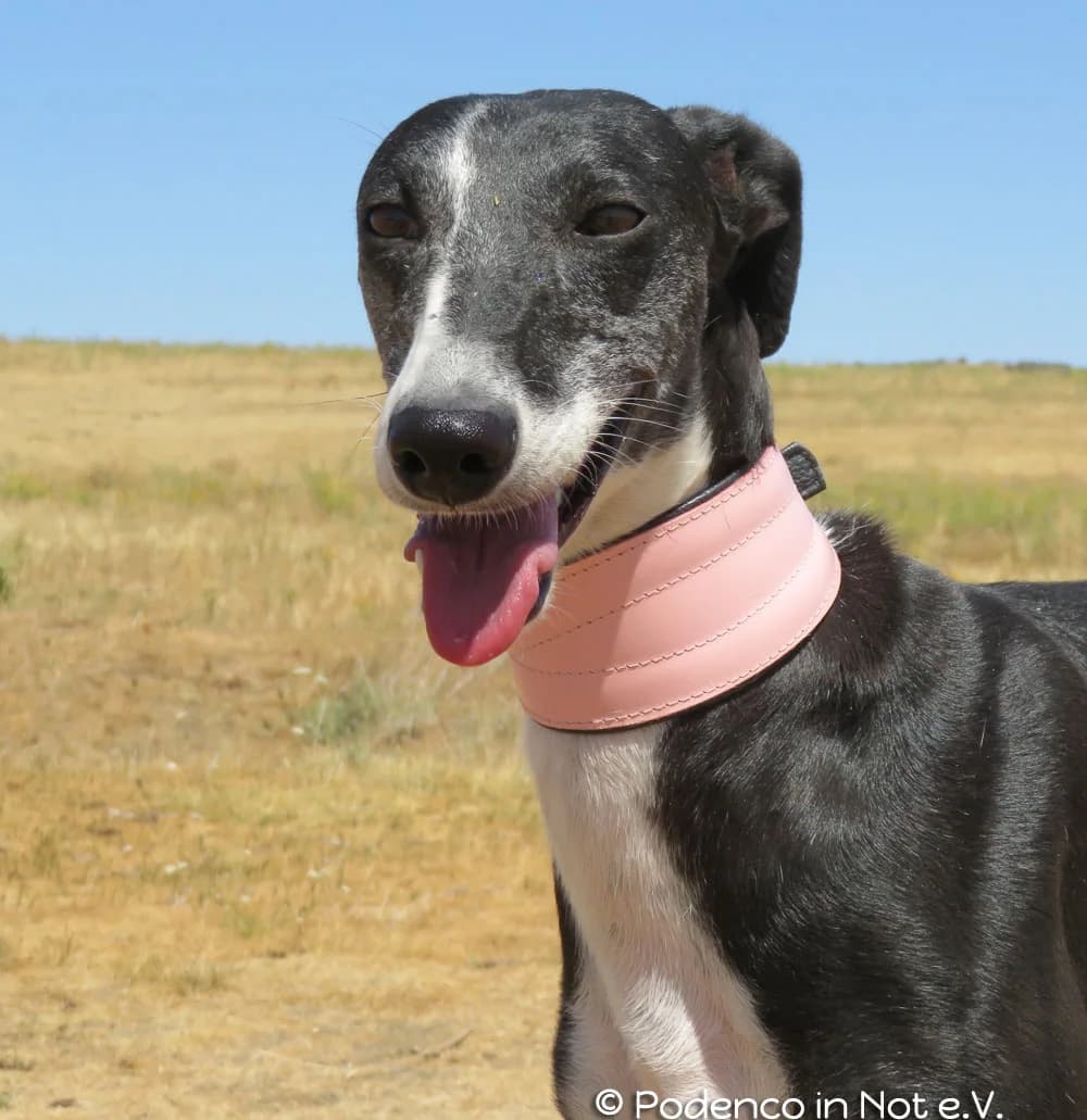 Yemaya, weiß female Podenco for adoption at Podenco in Not, Rieden am Forggensee