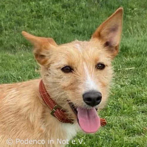 Asaya, rot female puppy Podenco for adoption at Podenco in Not, Rieden am Forggensee