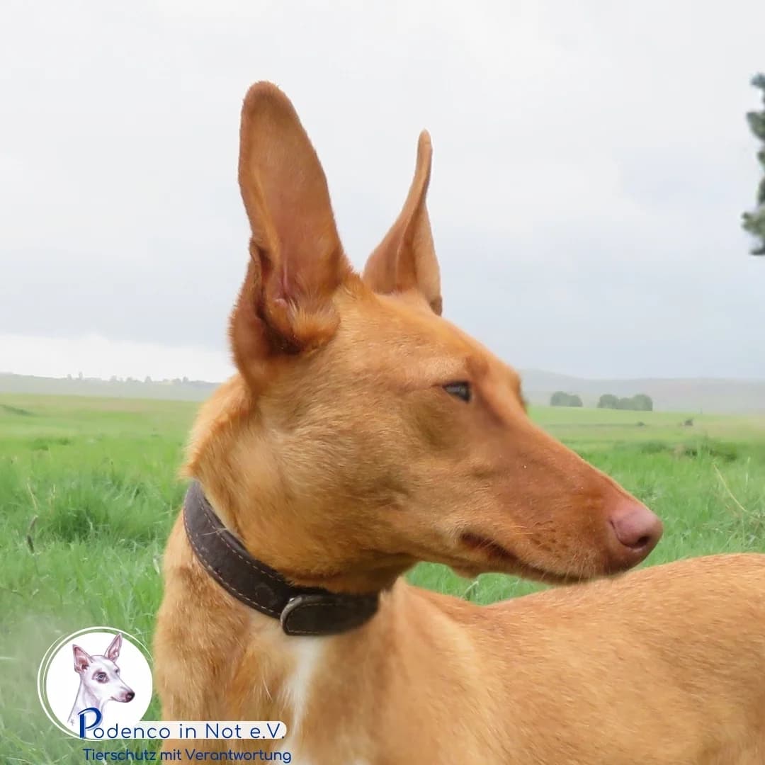Greesa, female 3yo Podenco for adoption at Podenco in Not, Rieden am Forggensee