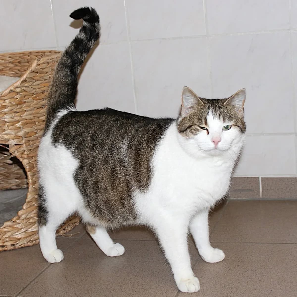 Grummelon, 5yo Mixed Breed for adoption at Erika Kliemann-Tierheim (Prenzlauer Tierschutzverein)