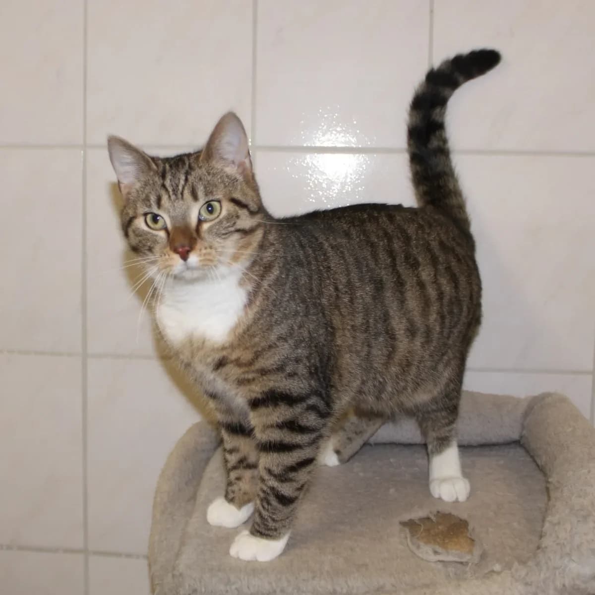 Roxane, female Mixed Breed for adoption at Erika Kliemann-Tierheim (Prenzlauer Tierschutzverein)
