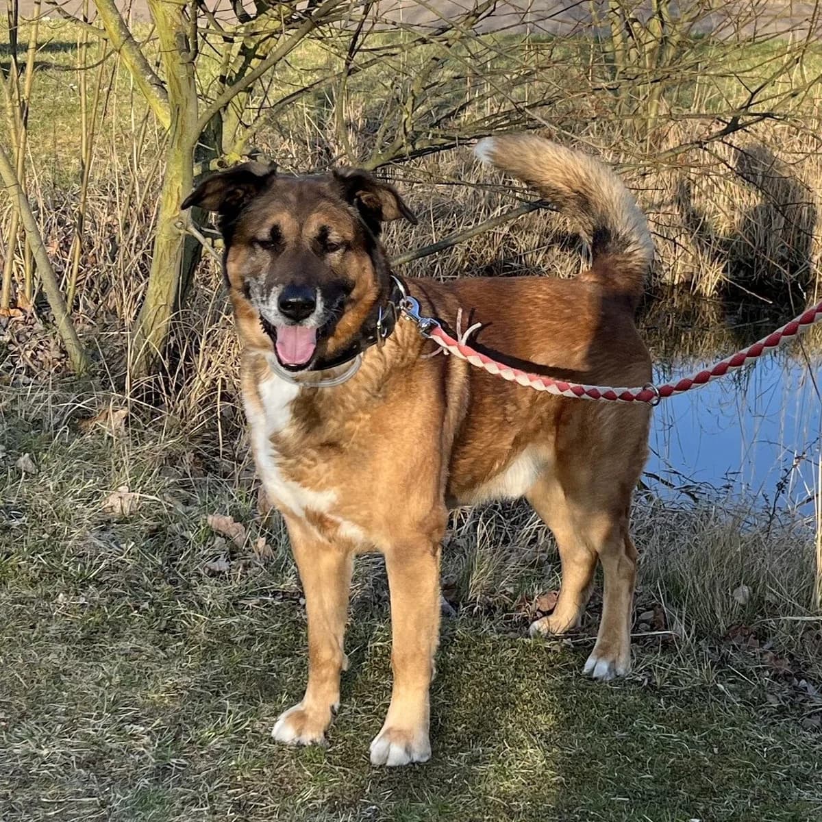 Badoo, tricolor male senior German Shepherd for adoption at Erika Kliemann-Tierheim (Prenzlauer Tierschutzverein)