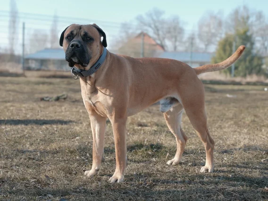 Balu, male 4yo Mixed Breed for adoption at Erika Kliemann-Tierheim (Prenzlauer Tierschutzverein)