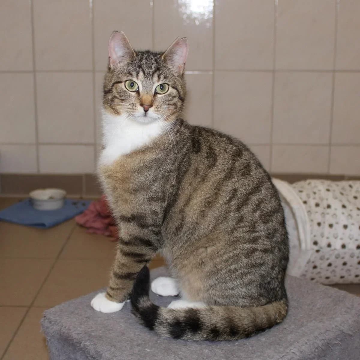 Roxane, female Mixed Breed for adoption at Erika Kliemann-Tierheim (Prenzlauer Tierschutzverein)