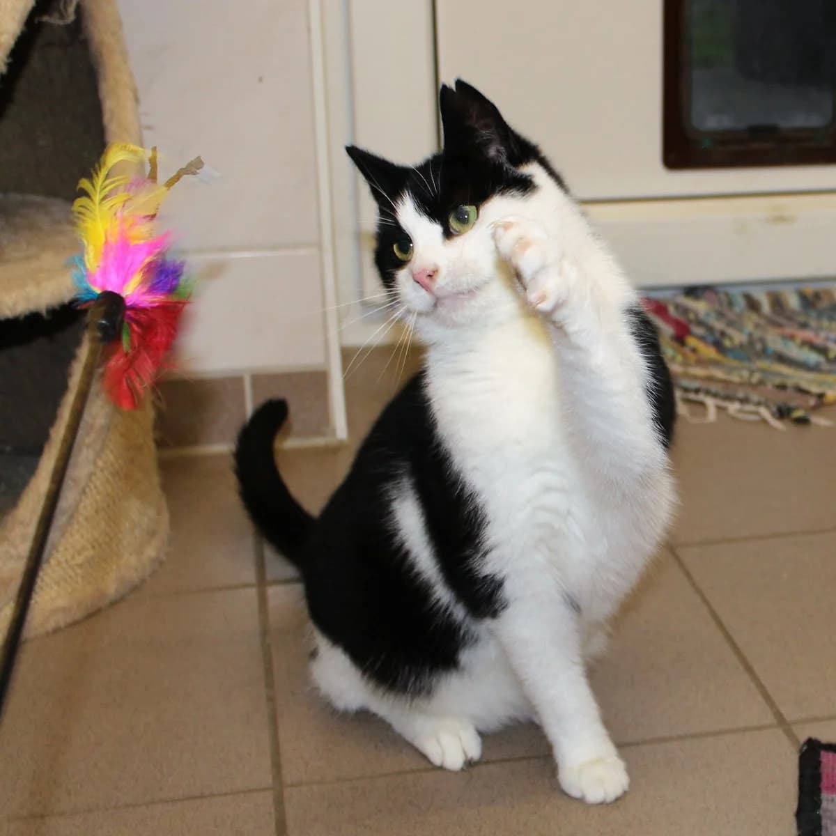 Grummelon, 5yo Mixed Breed for adoption at Erika Kliemann-Tierheim (Prenzlauer Tierschutzverein)