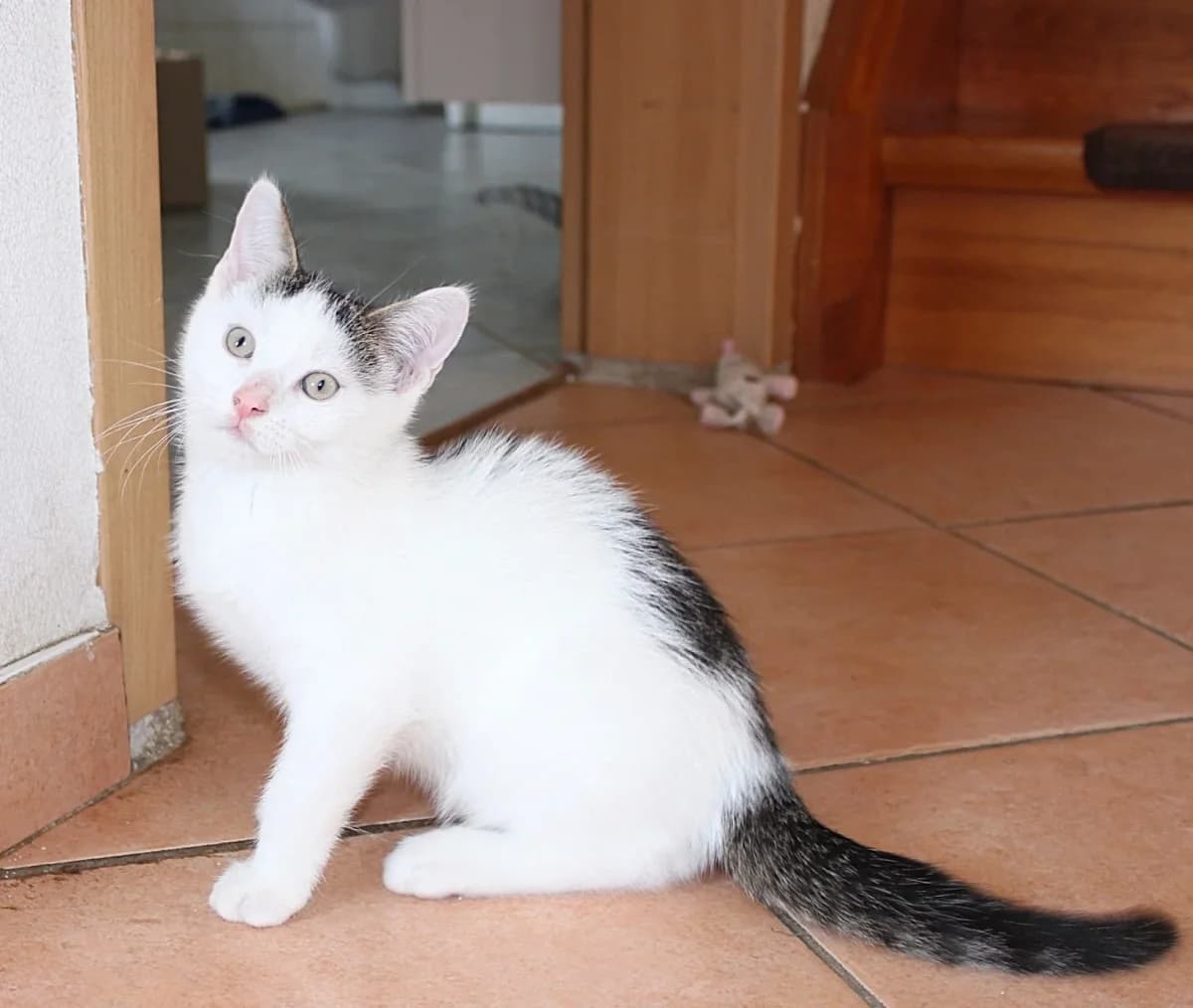 Leslie, female puppy Mixed Breed for adoption at Erika Kliemann-Tierheim (Prenzlauer Tierschutzverein)